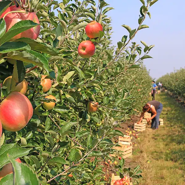 Fresh local food being harvested by a producer