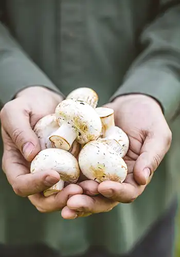 Local farmers and food producers