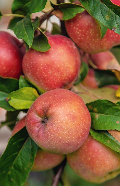 Fresh Southern apples